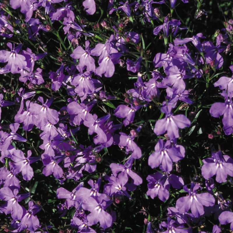Lobelia  Crystal Palace -Frø-