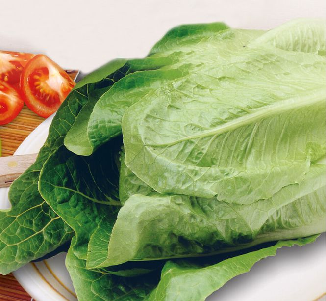 Hovedbilde Salat. Romanosalat -Frø-