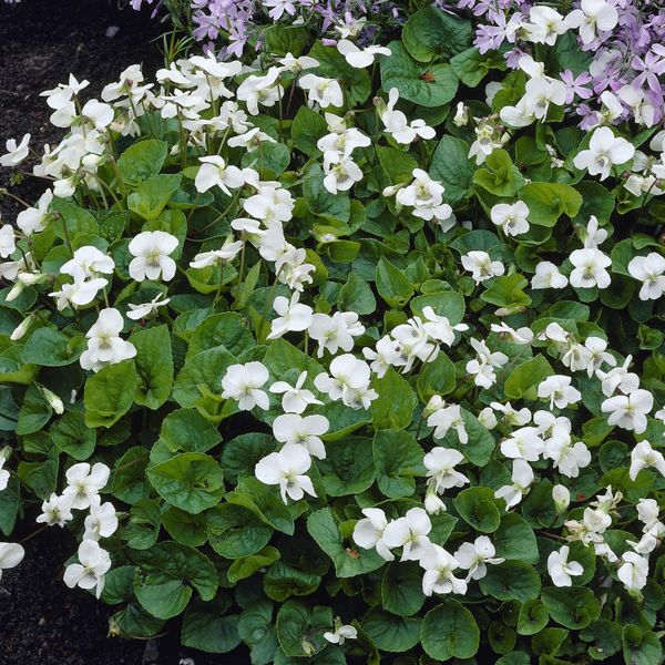 Hovedbilde Viola odorata Royal Wedding -Frø-