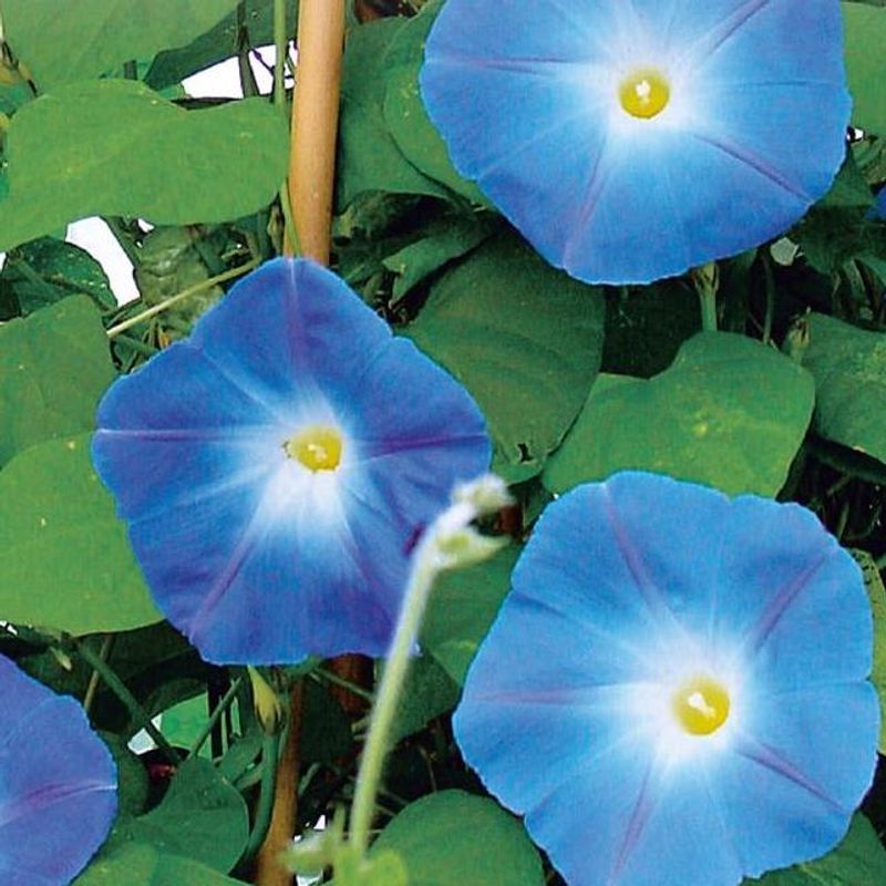 Ipomoea Clarks Blue -Frø- Praktvindel