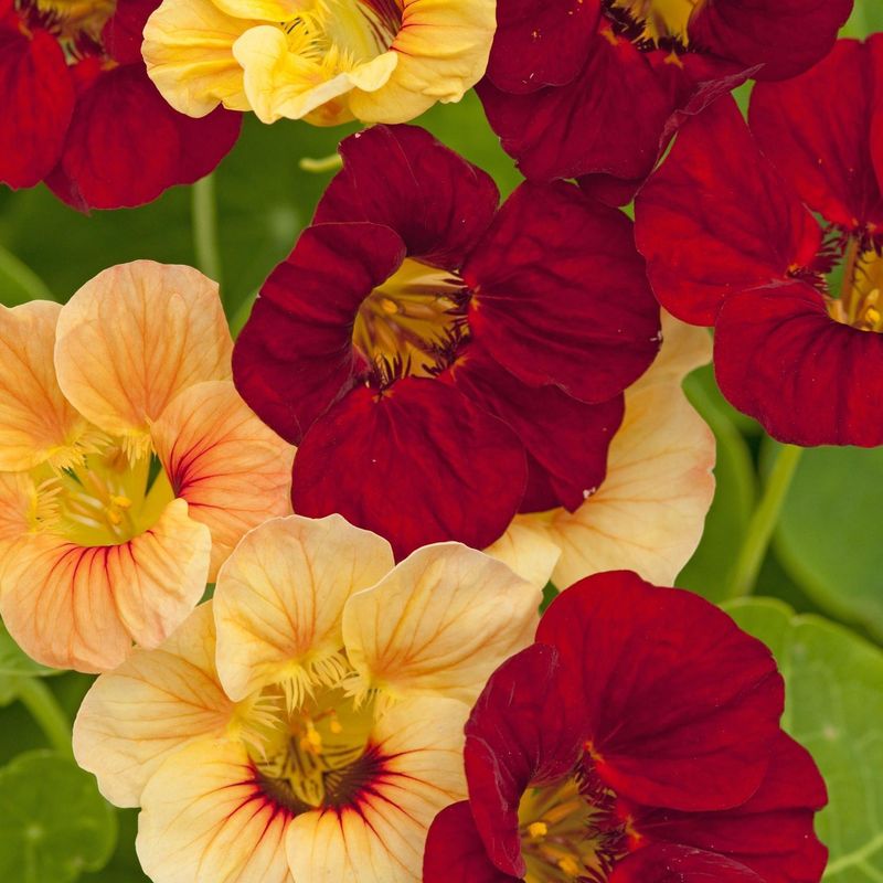 Tropaeolum minus Sahin's Paso Doble - Blomkarse - Frø - 