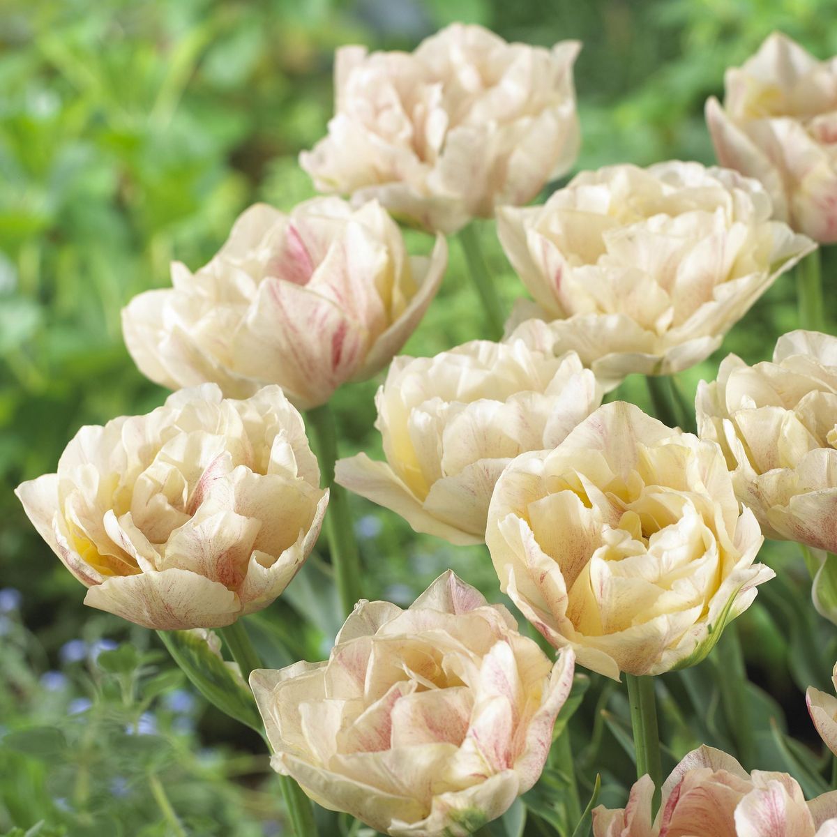 Tulipan Silk Road - 6 løk