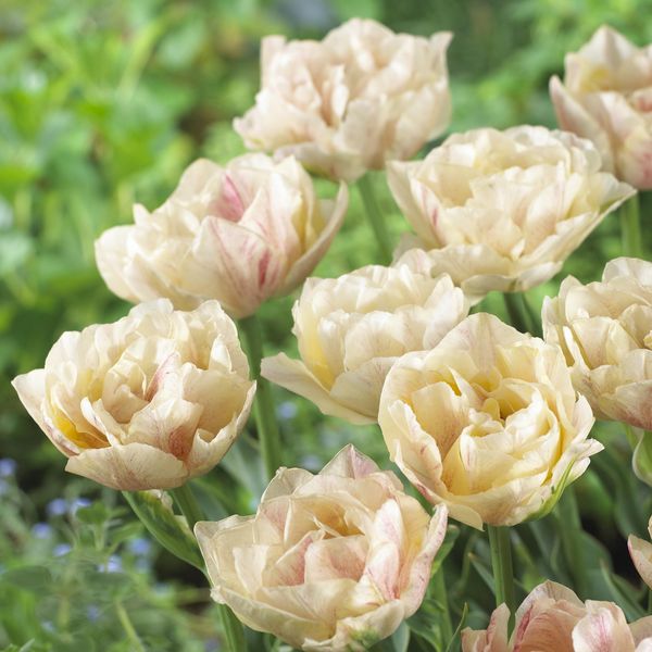 Hovedbilde Tulipan Silk Road - 6 løk