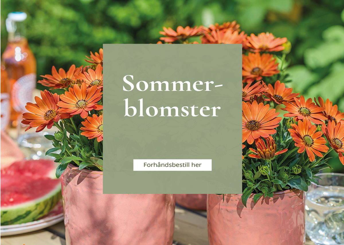 Sommerblomster i potte
