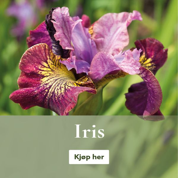 Iris - barrotstauder - kjøp på nett