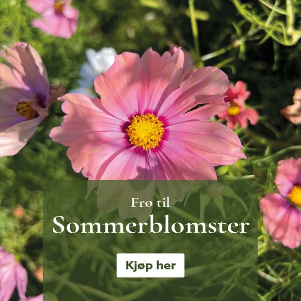 Frø til sommerblomster - kjøp på nett