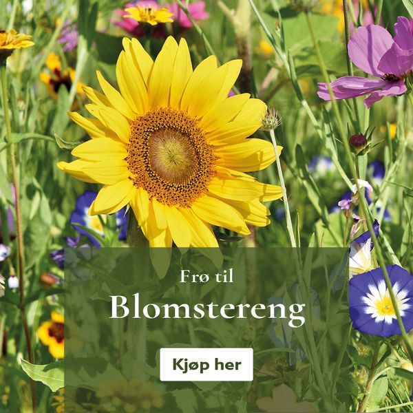 Frø til blomstereng - bestill på nett