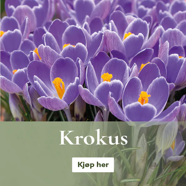 Vårblomstrende krokus - bestill på nett