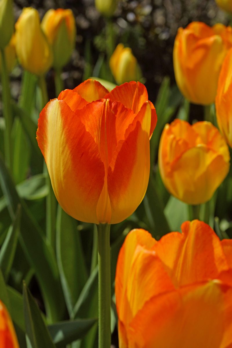 Tulipan Prinz Armin - 6 løk