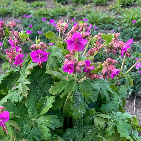 Hovedbilde Geranium Beepub. Storkenebb  1 rot