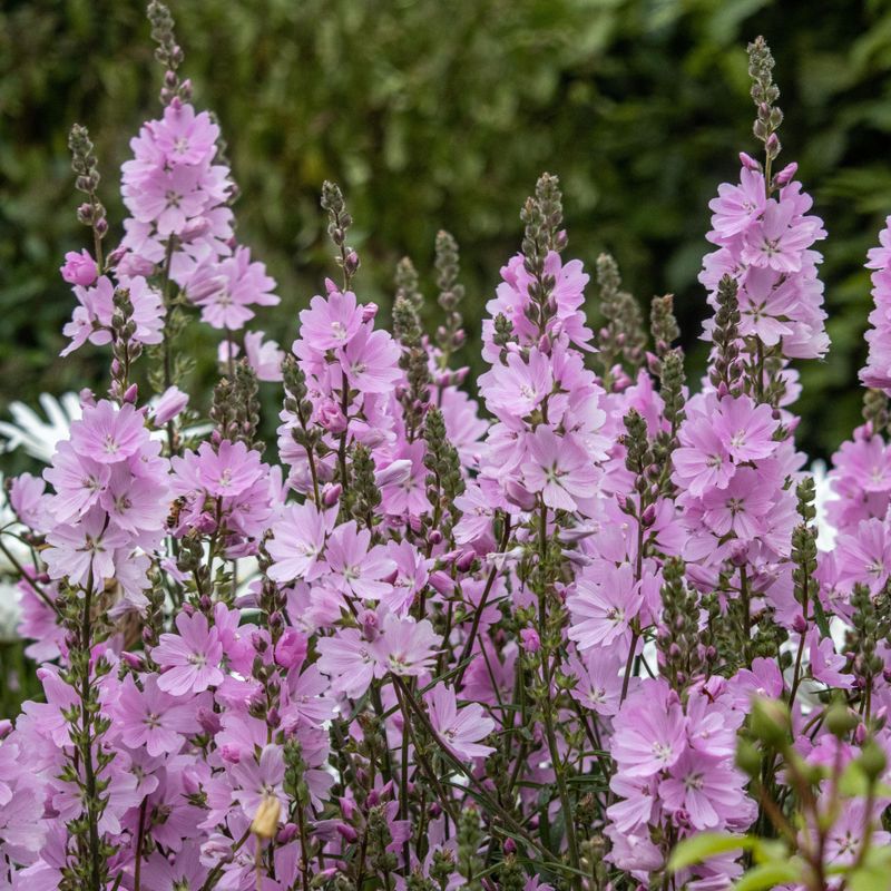 Sidalcea Elsie Heugh. Tvekattost  1 rot