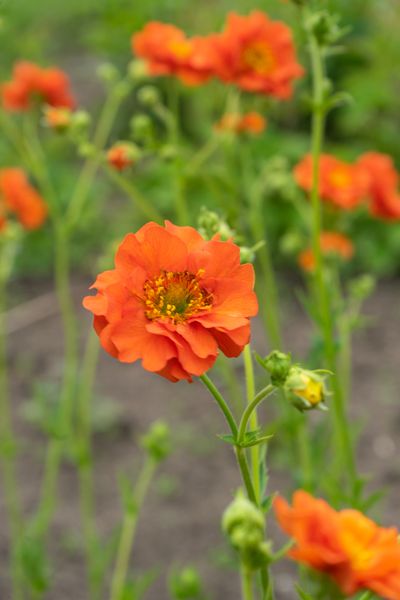 Bilde av Geum Miss Clementine. Humleblom - 1 rot
