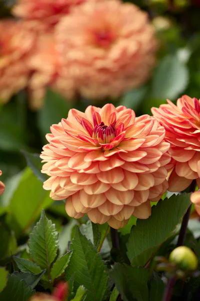 Hovedbilde Dahlia Go Go Orange - 1 knoll