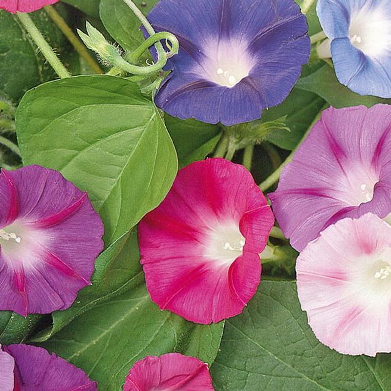 Ipomoea tricolor Early Call Mixture. Praktvindel - Frø -