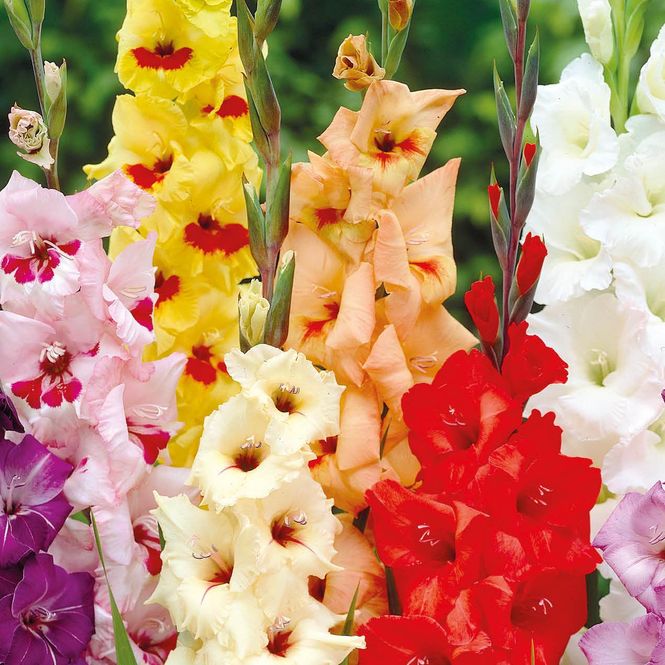Hovedbilde Gladiolus i fargeblanding - 25 knoller