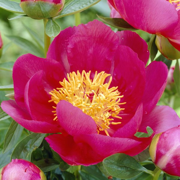 Hovedbilde Paeonia lactiflora Flame. Silkepeon  1 rot