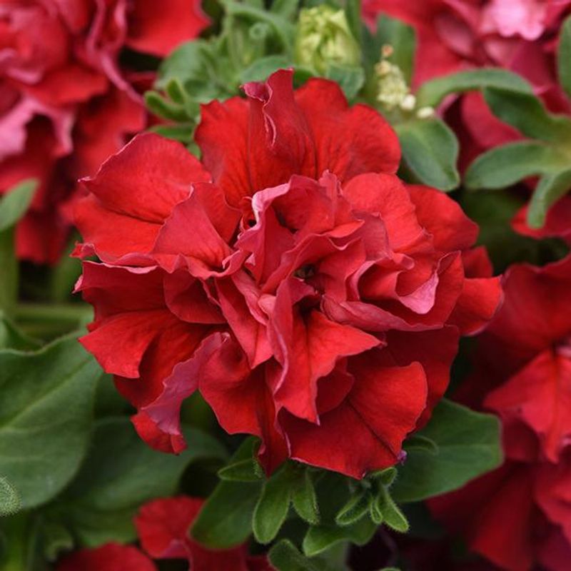 Petunia  dobbel Valentine  F1 -Frø-