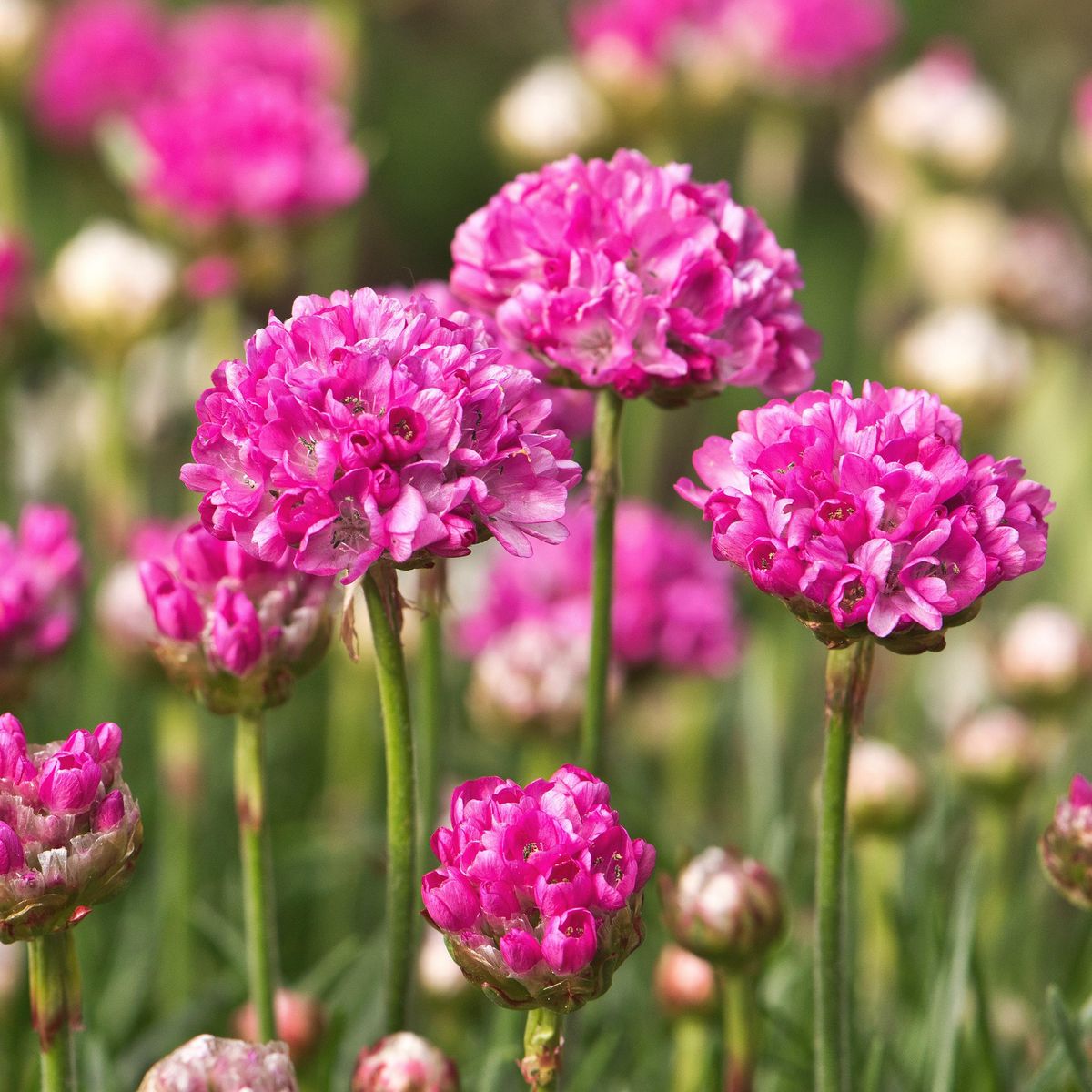 Armeria maritima Abbey Deep Rose. Strandnellik - 1 plante i 12 cm potte