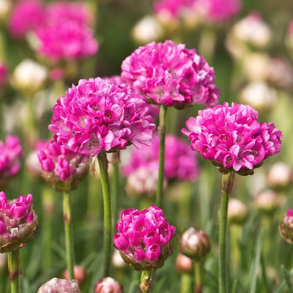 Hovedbilde Armeria maritima Abbey Deep Rose. Strandnellik - ...