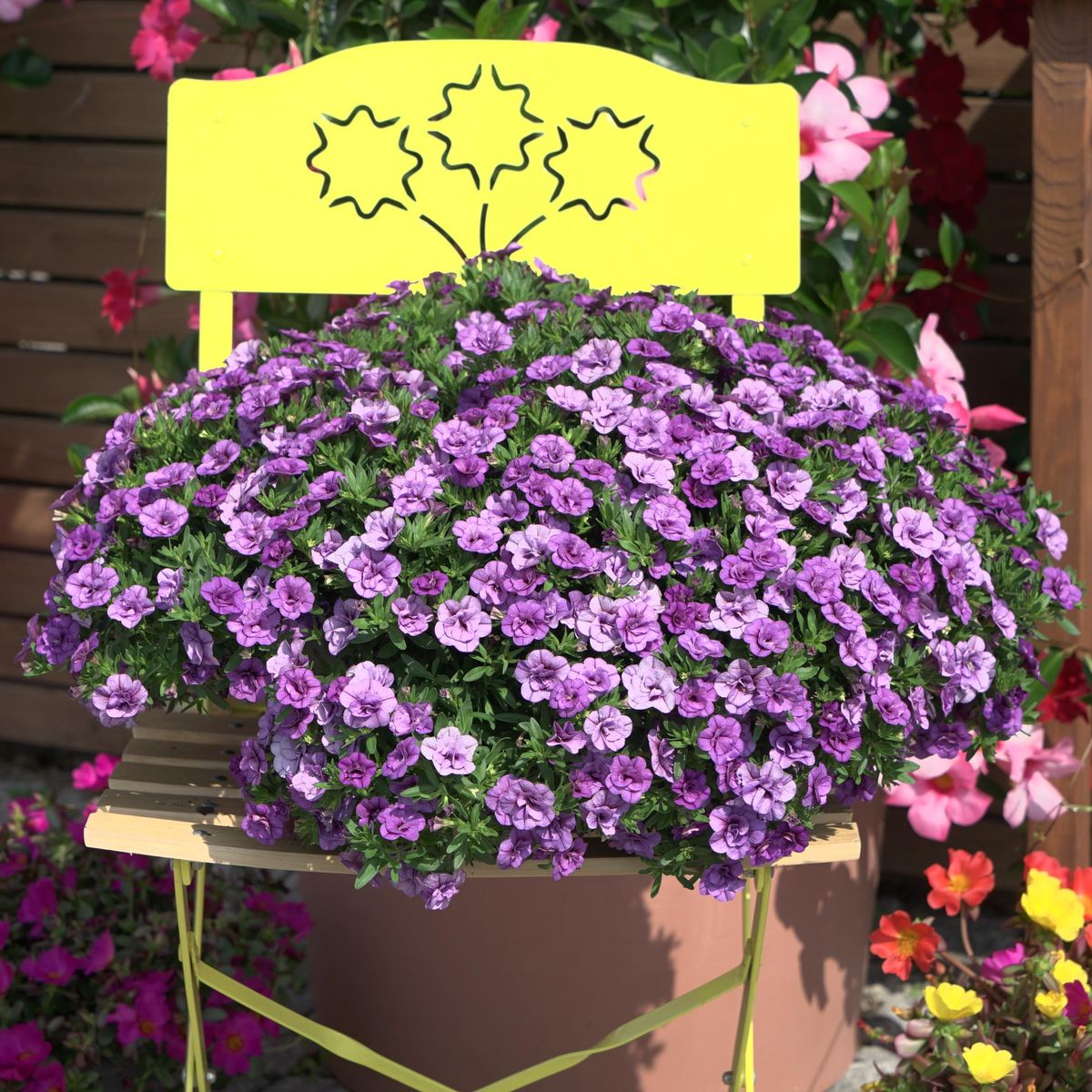 Calibrachoa Double Cabaret Blue. Mini-petunia  1 plante i 10,5 cm potte