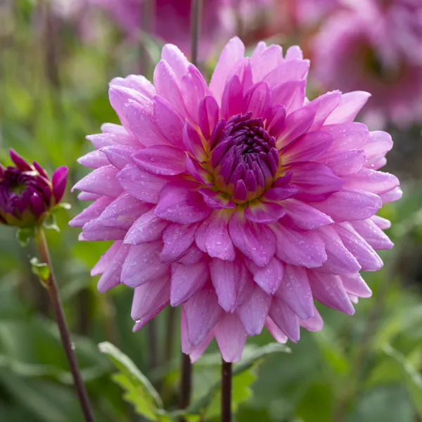 Hovedbilde Dahlia Rosella - 1 knoll