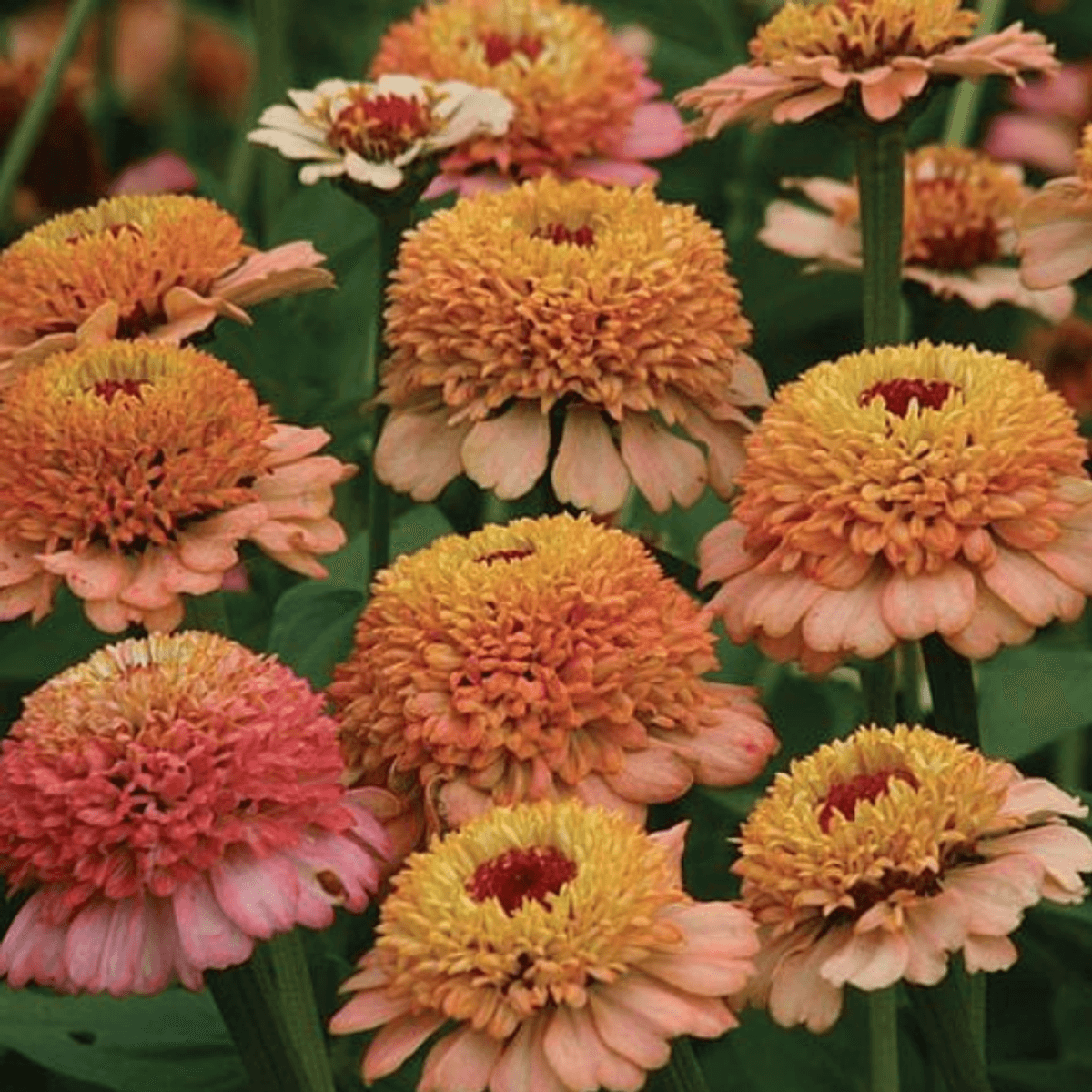 Zinnia elegans Zinderella Peach -Frø-