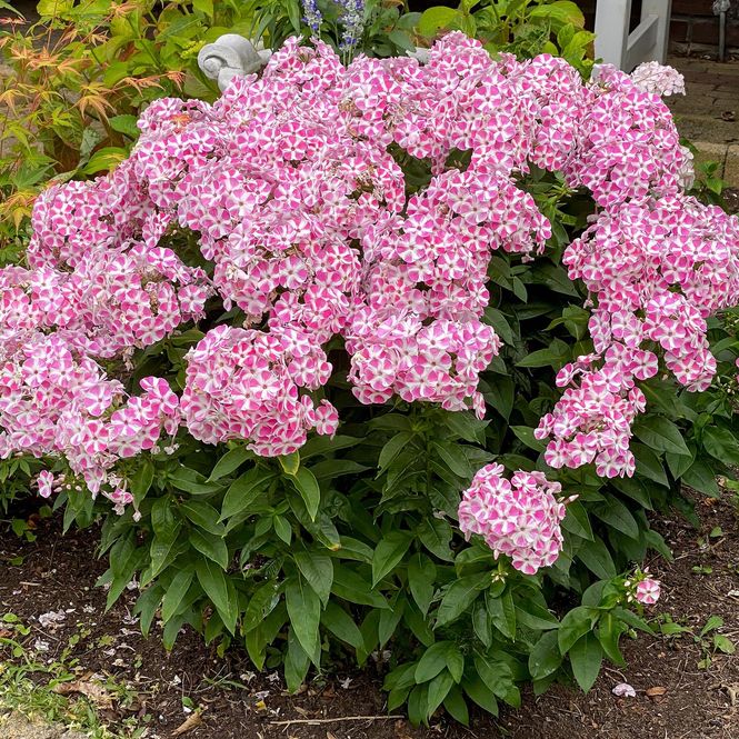 Hovedbilde Phlox paniculata Peppermint Twist. Høstfloks - 1 ...