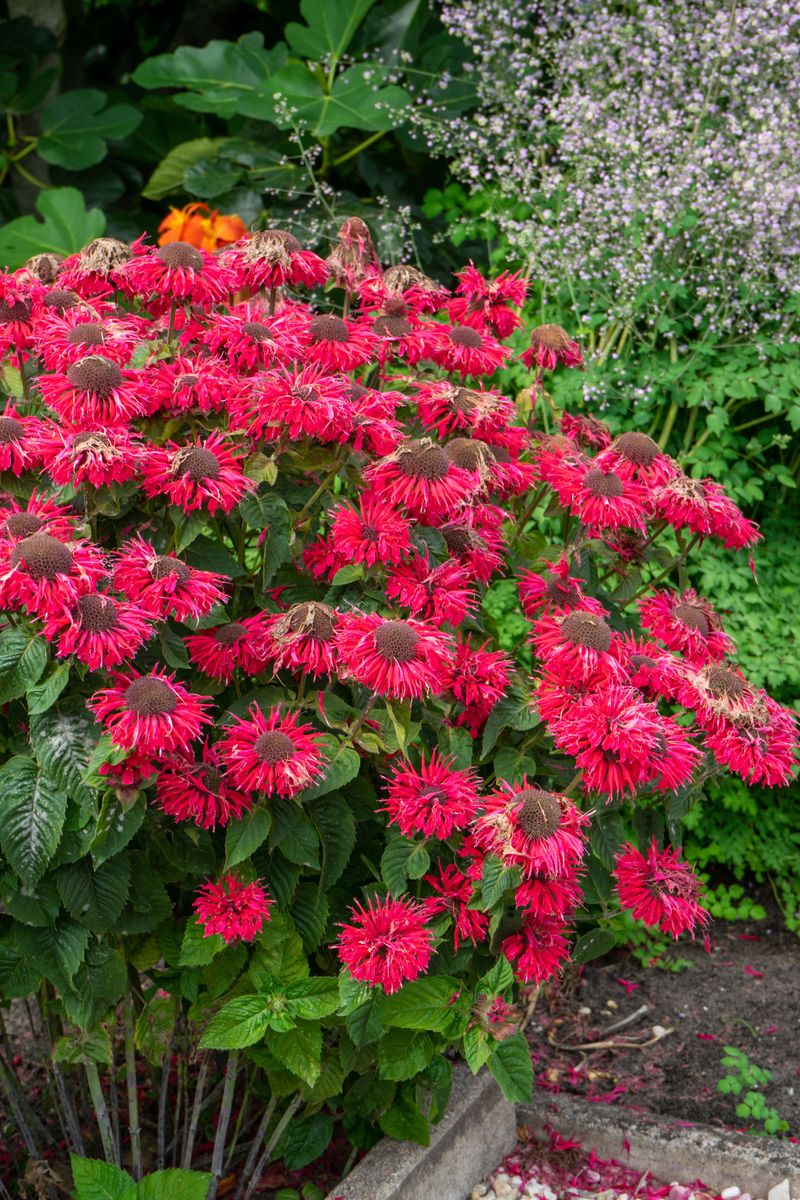 Monarda Bee Happy. Hestemynte - 1 rot 