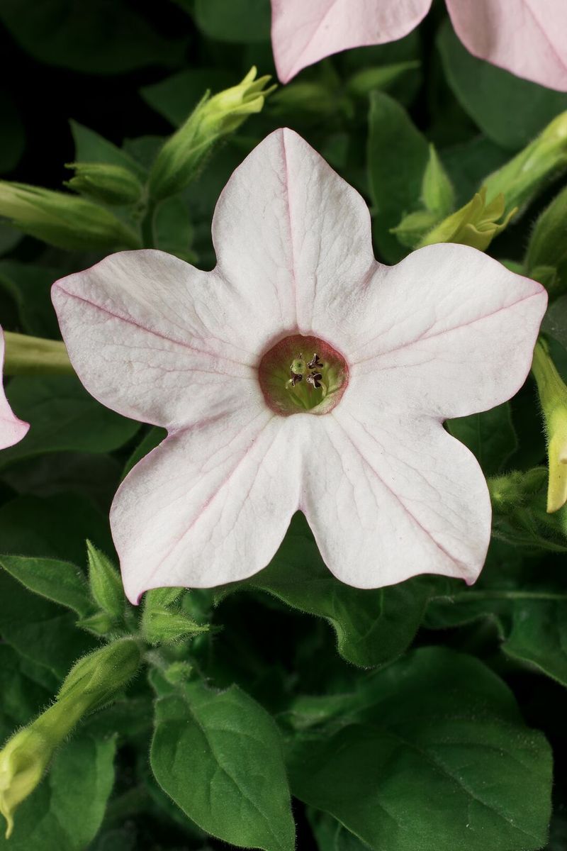 Nicotiana Saratoga Appleblossom. Prydtobakk -Frø-