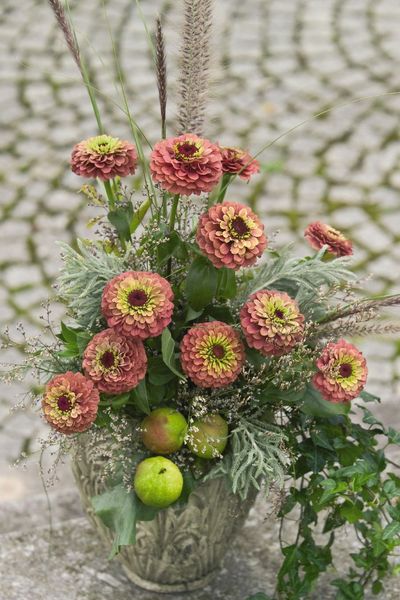 Hovedbilde Zinnia elegans Queen Red Lime -Frø -