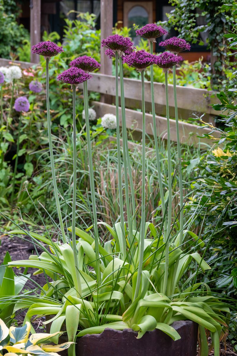 Allium Magic - 5 løk