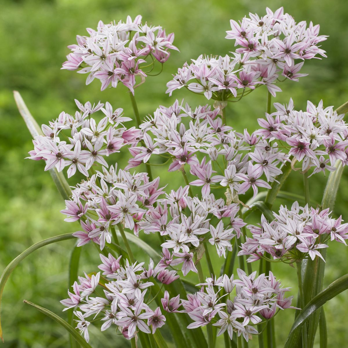 Allium Cameleon - 10 løk