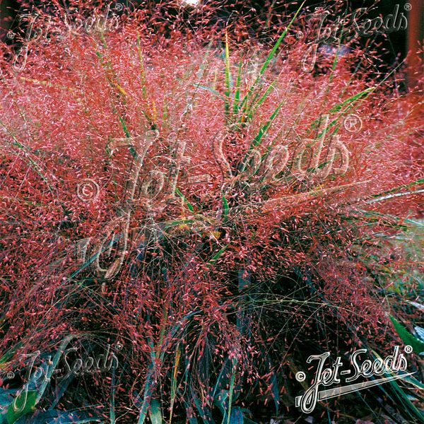 Hovedbilde Eragrostis spectabilis Purple Love Grass. ...