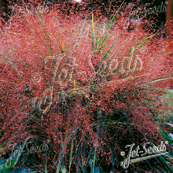 Hovedbilde Eragrostis spectabilis Purple Love Grass. ...