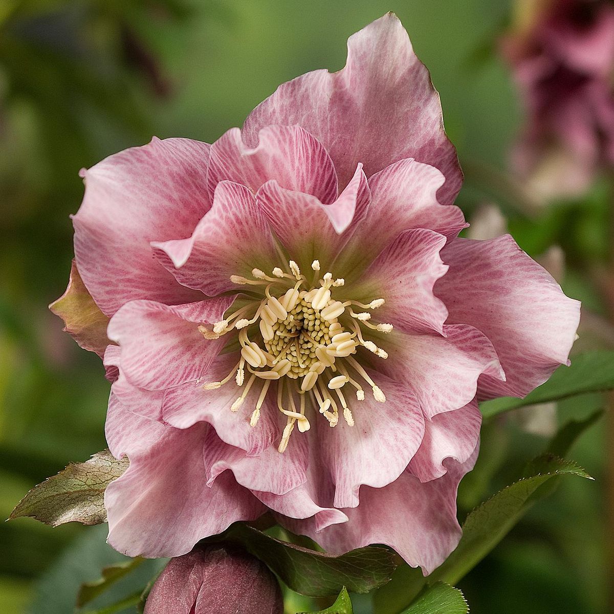 Helleborus o. Double Ellen Rosa. Julerose  1 rot 