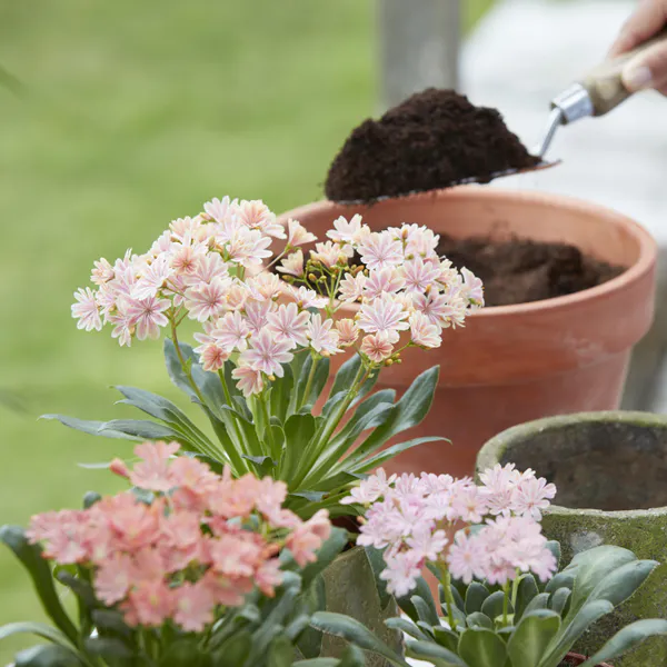 Hovedbilde Lewisia Cotyledon-Hybrid Sunset Golden-Yellow - ...