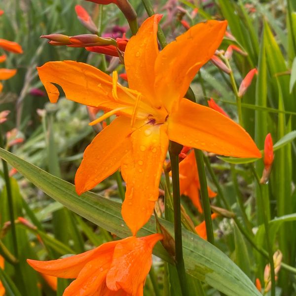 Hovedbilde Montbretia Star of East - 3 løk