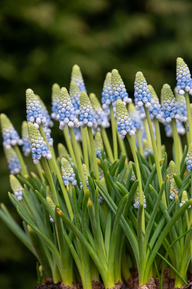 Muscari Manon - 15 løk