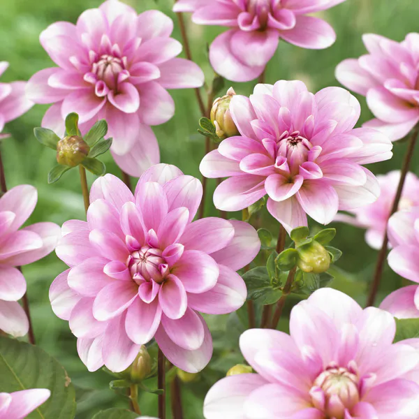 Hovedbilde Dahlia Pink Perception - 1 knoll