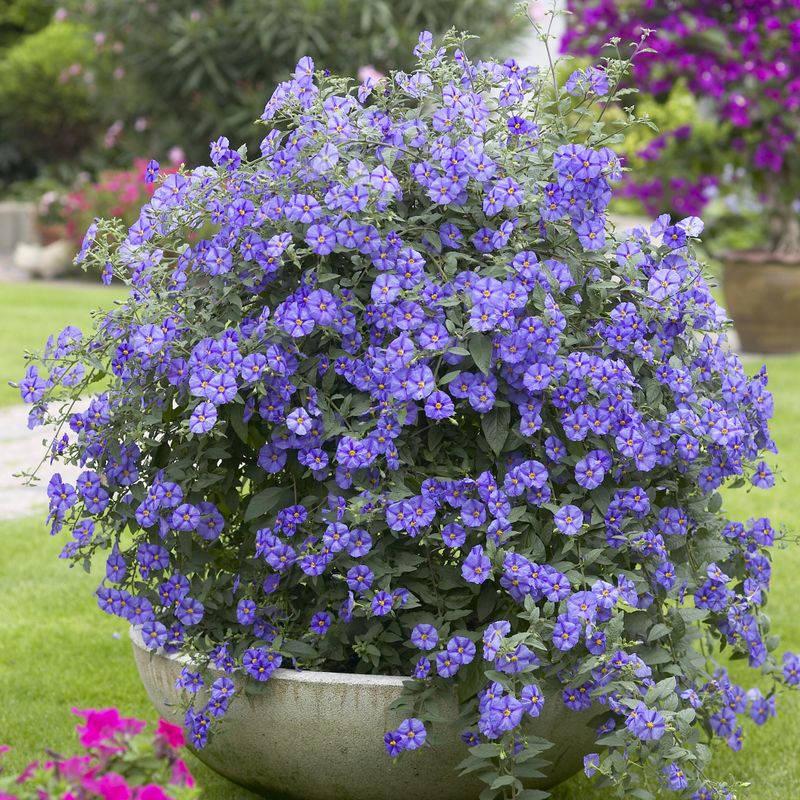 Solanum rantonnetii. Potetbusk - 1 plante i 9 cm potte