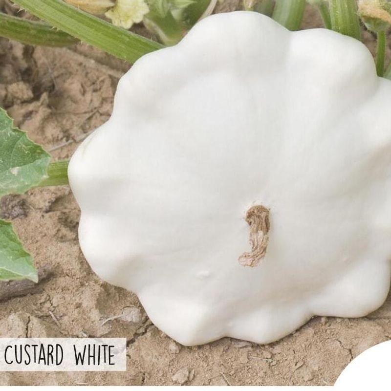 Squash Patisson Custard White -Frø-