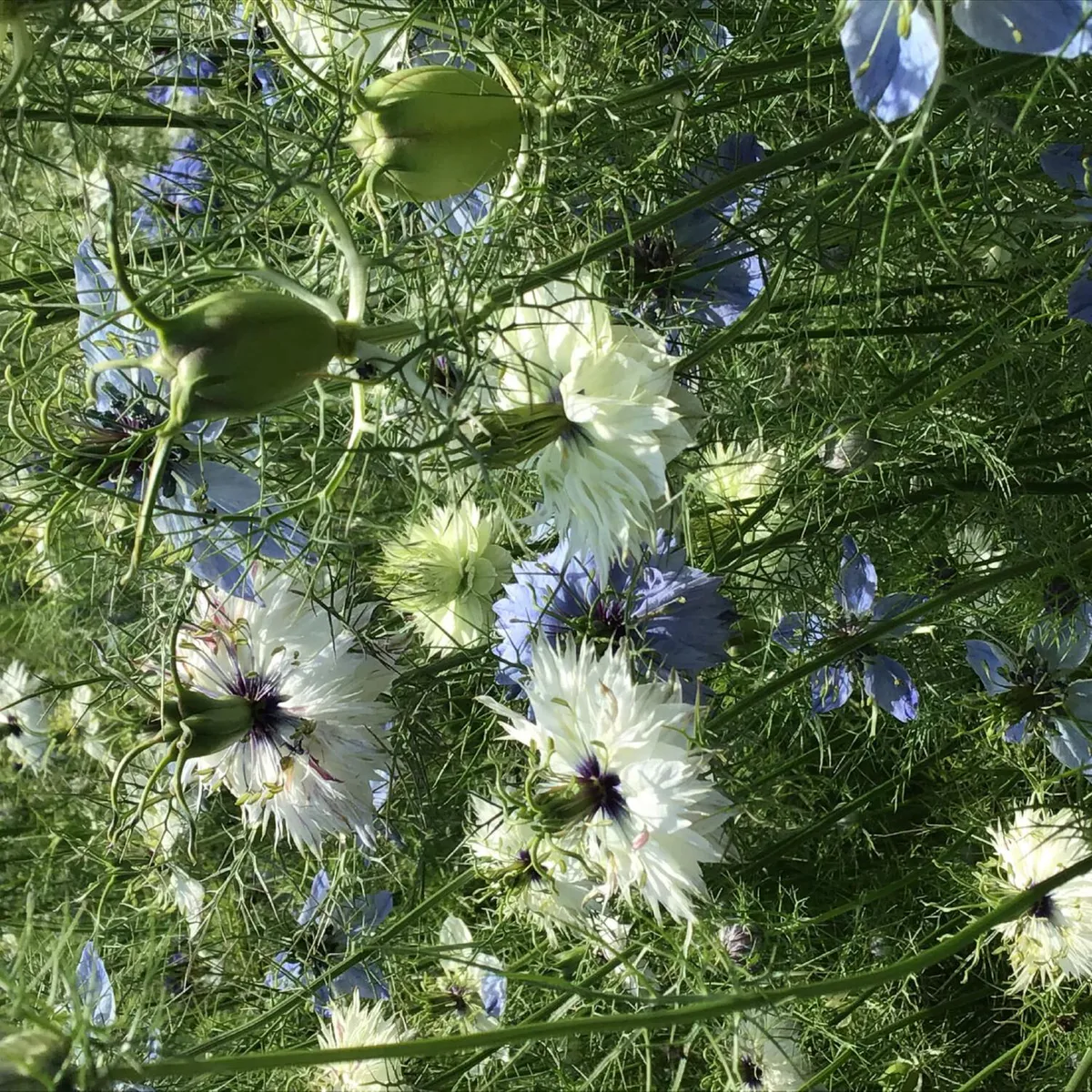 Nigella Persian Jewels mix -Frø- Jomfruen i det grønne