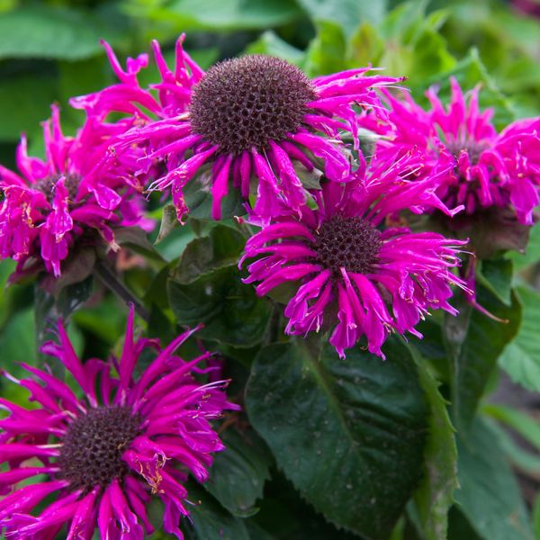 Hovedbilde Monarda hybrid Bee Free. Hestemynte  1 rot