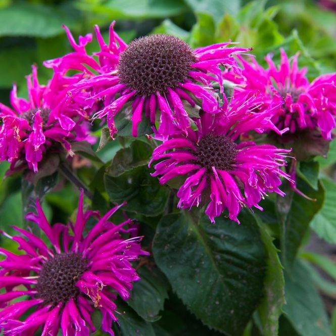 Hovedbilde Monarda hybrid Bee Free. Hestemynte  1 rot