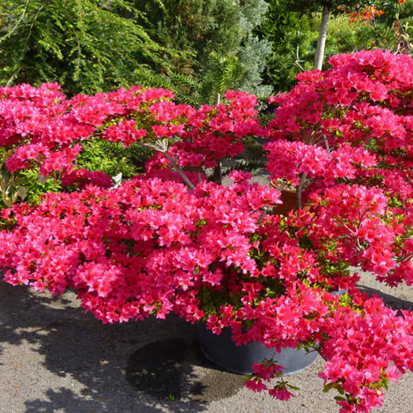 Hovedbilde Azalea japonica, røde blomster. 1 plante i 9 cm ...