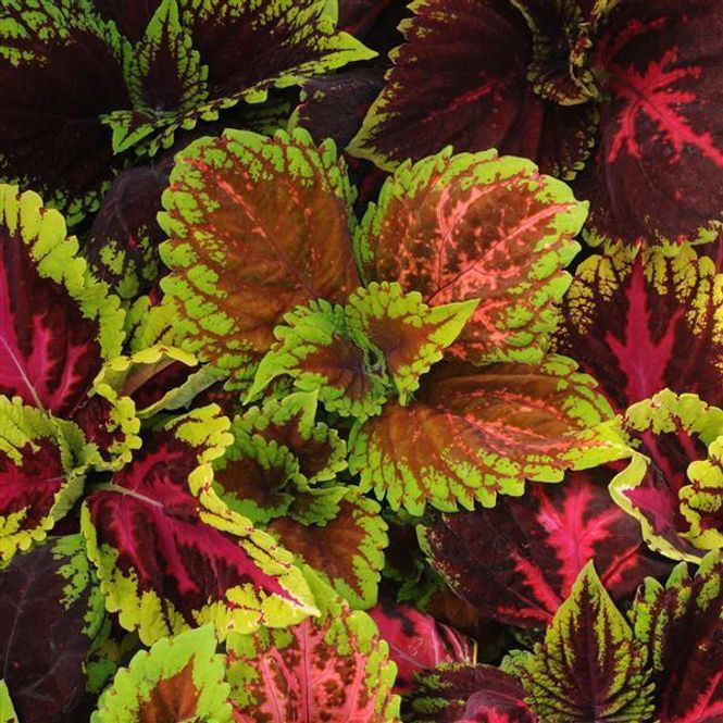 Hovedbilde Coleus Kong Empre Mix. -Frø- Spragleplante 